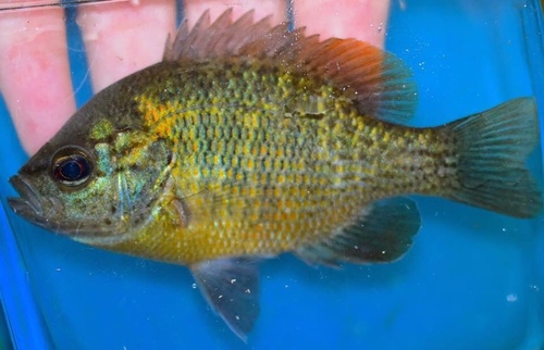 Redspotted Sunfish