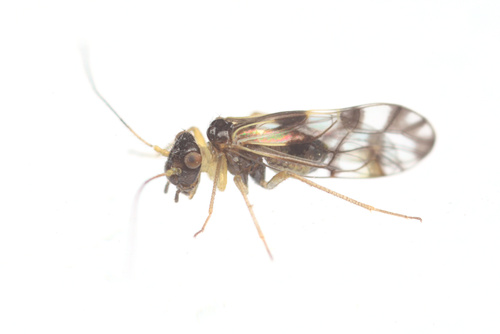 Propsocus pulchripennis (Perkins, 1899)