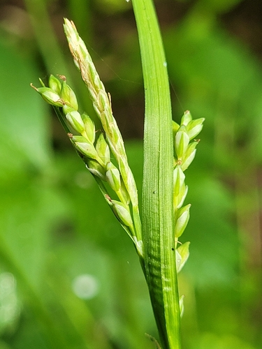 nerveless woodland sedge (Carex leptonervia)