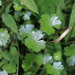 Sibthorp's Pennywort - Photo (c) JINGWEN JIANG, all rights reserved, uploaded by JINGWEN JIANG