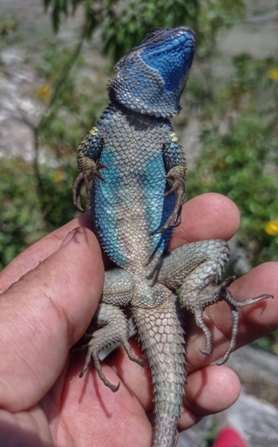 Southern Crevice Spiny Lizard