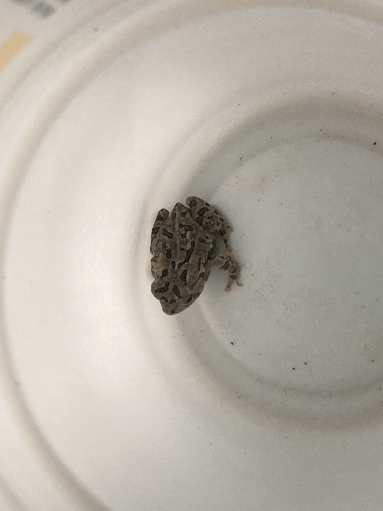 Fowler's Toad from NC-210, Benson, NC, US on July 10, 2023 at 12:16 PM ...