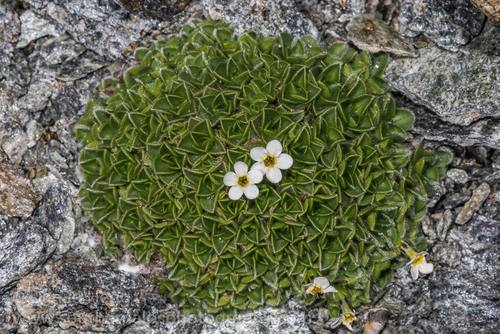 Myosotis pulvinaris Hook.fil.