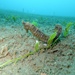Observation photo