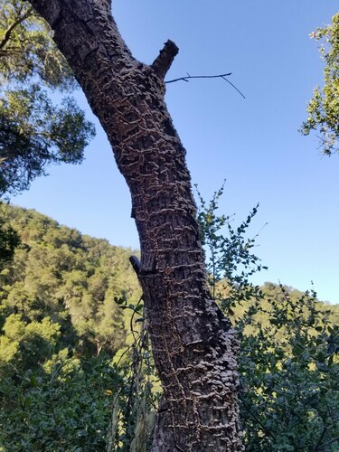 iNaturalist observation photo of Stereaceae