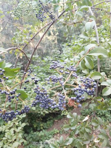 iNaturalist observation photo of Blue Elderberry