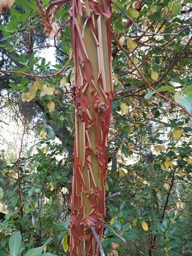 iNaturalist observation photo of Pacific madrone