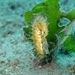Observation photo