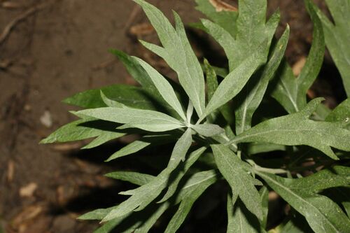 iNaturalist observation photo of California mugwort