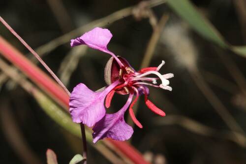 iNaturalist observation photo of Elegant Clarkia