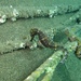 Observation photo