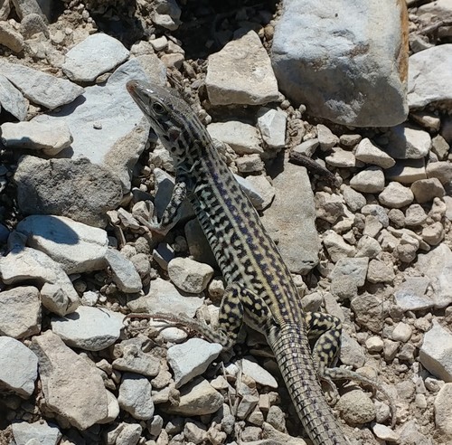 Colorado Checkered Whiptail