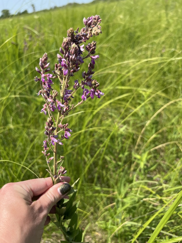 showy tick-trefoil from Brownton, MN, US on July 10, 2023 at 01:27 PM ...