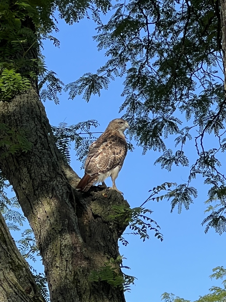 Redtailed Hawk from May Ave, Glen Ellyn, IL, US on July 9, 2023 at 08