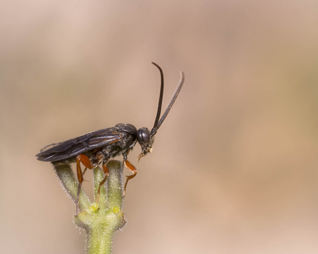 Agathidini from Canyon Creek, Austin, TX, USA on June 19, 2023 at 1010