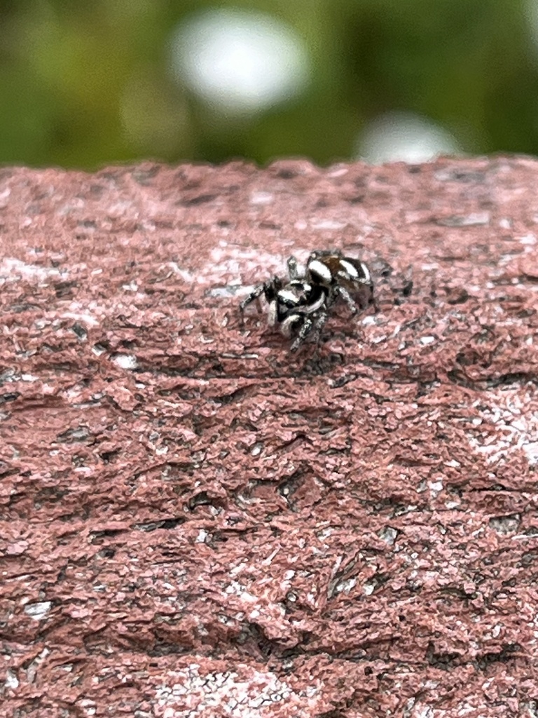 Zebra Jumping Spider from Eldridge Ave, Bellingham, WA, US on July 10