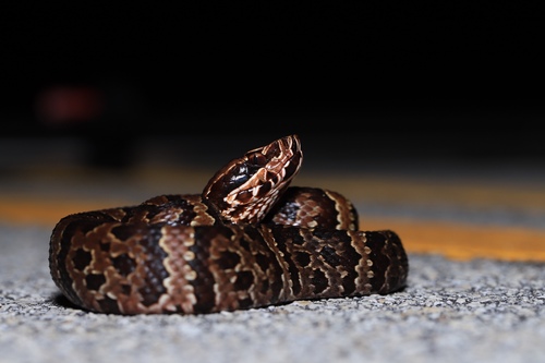 Florida Cottonmouth