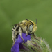 Green-eyed Flower Bee - Photo (c) Karim Strohriegl, all rights reserved, uploaded by Karim Strohriegl