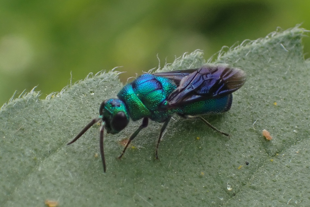 Metallic Bluish-green Cuckoo Wasp from 1200 W South Mountain Ave ...