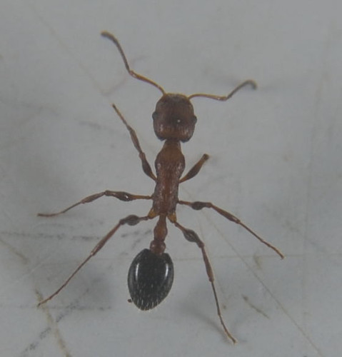 Temnothorax hesperiusTemnothorax hesperius