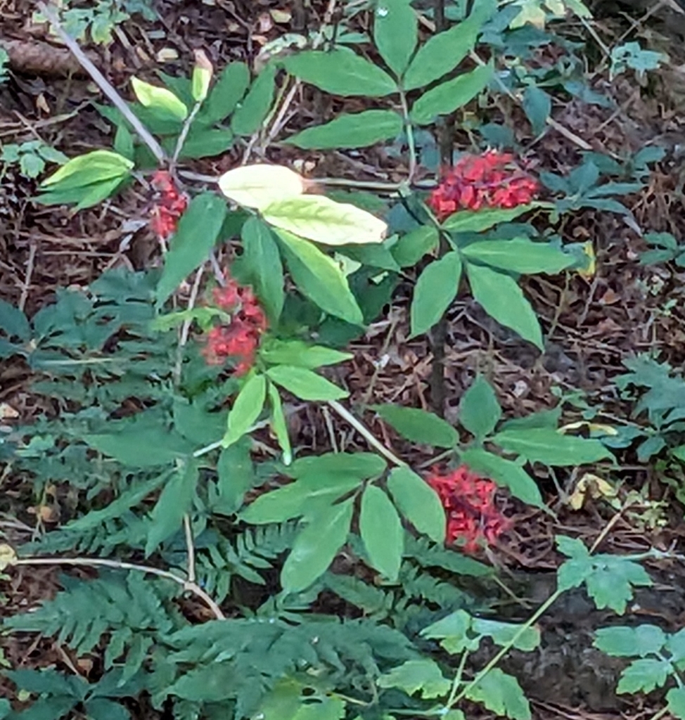 redberried elder from Granger Township, OH, USA on July 10, 2023 at 07