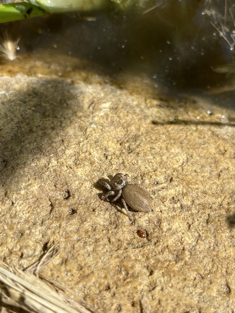 Paradise Jumping Spiders from San Diego Zoo Safari Park, San Diego, CA