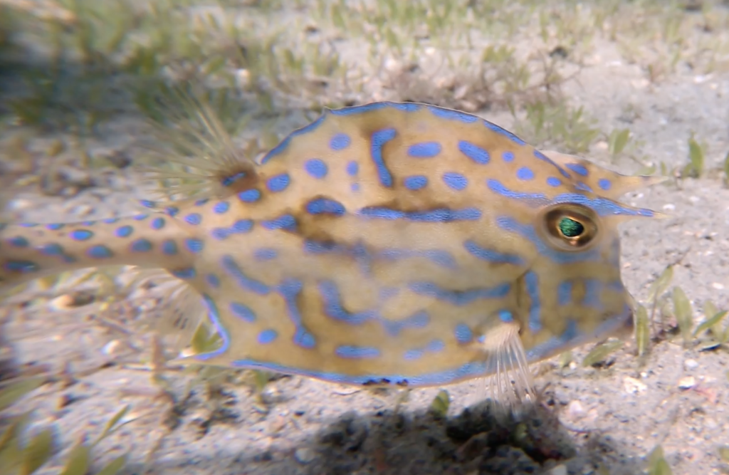 Scrawled Cowfish from Riviera Beach, FL, USA on July 9, 2023 at 07:56 ...