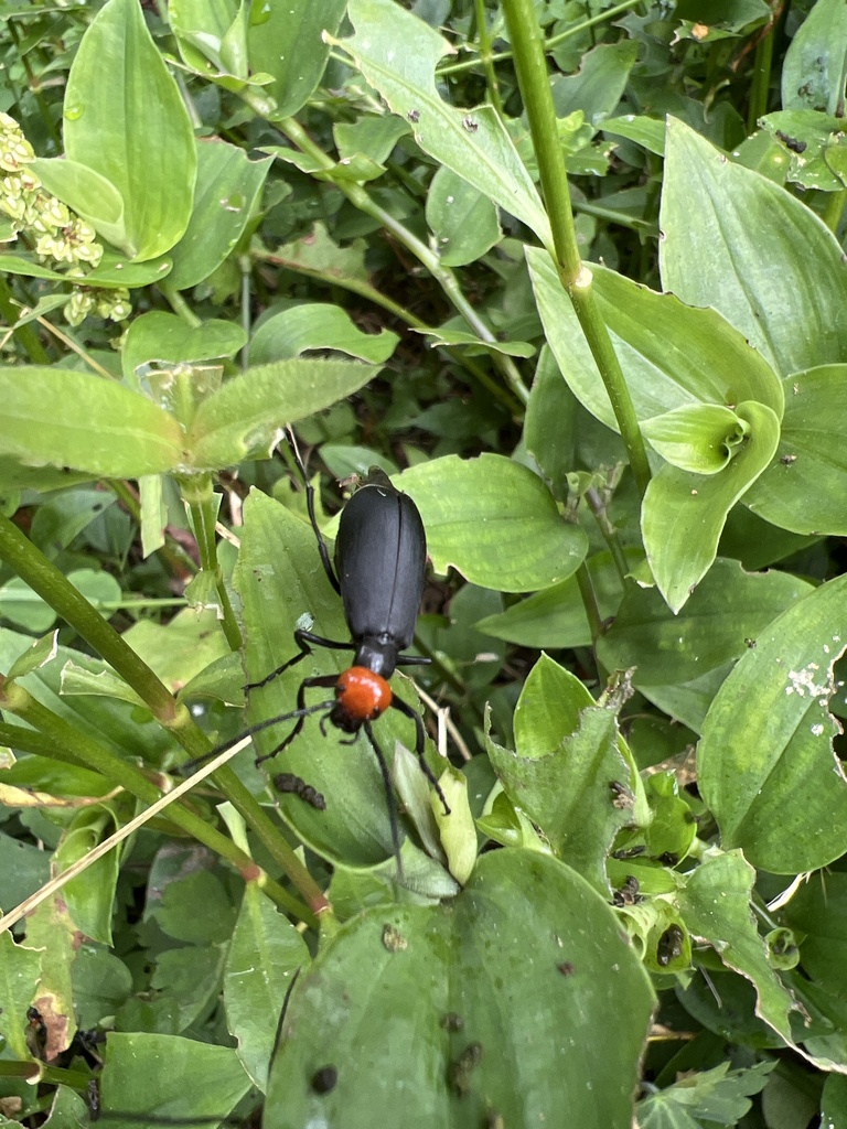 Epicauta hirticornis from 陽明山國家公園, 三芝區, NWT, TW on July 11, 2023 at 09