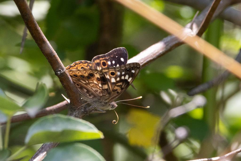 Hackberry Emperor from Catharine Creek WMA/Rock Cabin Rd. on July 4
