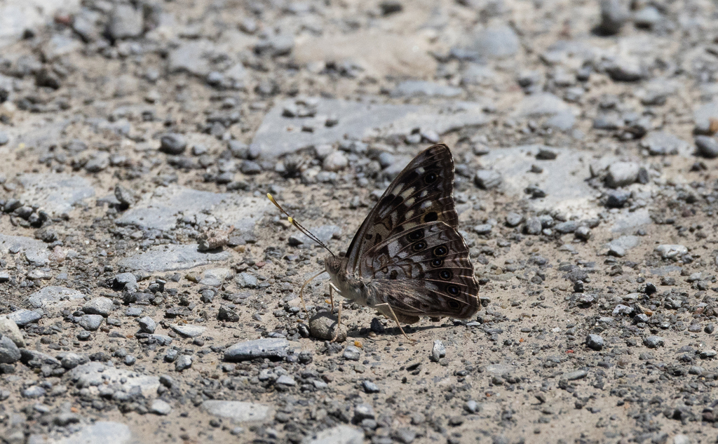 Hackberry Emperor from Catharine Creek WMA/Rock Cabin Rd. on July 4