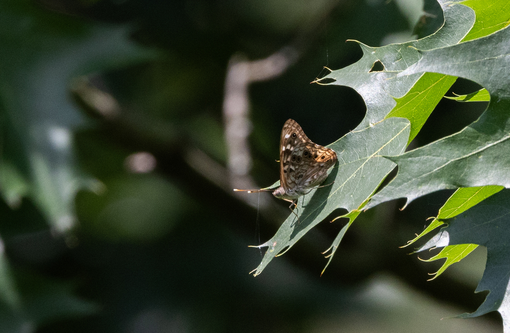 Hackberry Emperor from Catharine Creek WMA/Rock Cabin Rd. on July 4