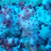 Observation photo