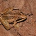 Ethiopian Grass Frog - Photo (c) matthhias, all rights reserved, uploaded by matthhias
