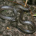 Julia's Ground Snake - Photo (c) Wolfgang Wüster, all rights reserved, uploaded by Wolfgang Wüster