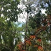 Psittacanthus dichrous - Photo (c) beatrizbrasilr, todos los derechos reservados