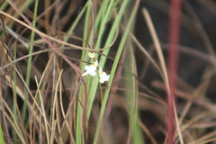 Utricularia amethystina image