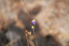 Burmannia bicolor image