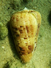 Conus zeylanicus image