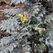 Nepal Mahonia - Photo (c) Alex Perry, all rights reserved, uploaded by Alex Perry
