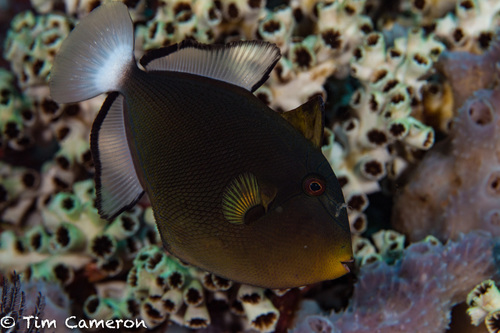 Pinktail Triggerfish