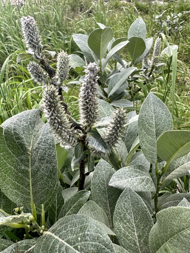 Salix barrattiana Hook.