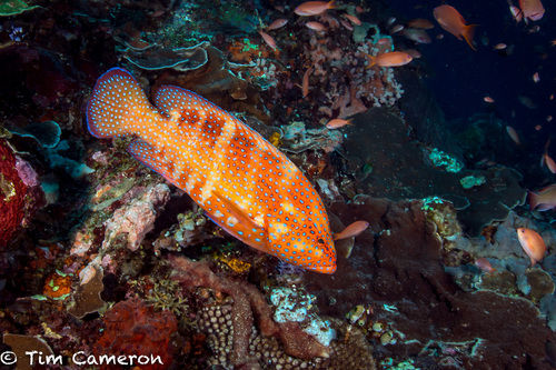 Coral Grouper
