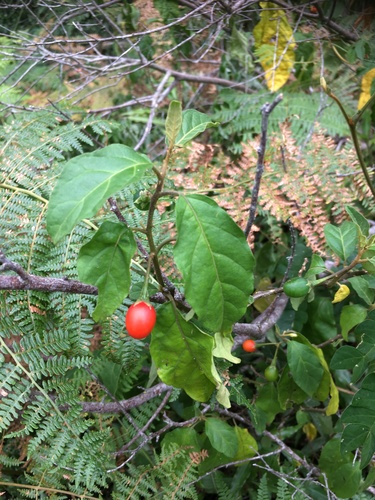 Solanum stipitatostellatum