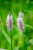 Hoary Plantain - Photo (c) Anthrax Urbex, all rights reserved, uploaded by Anthrax Urbex