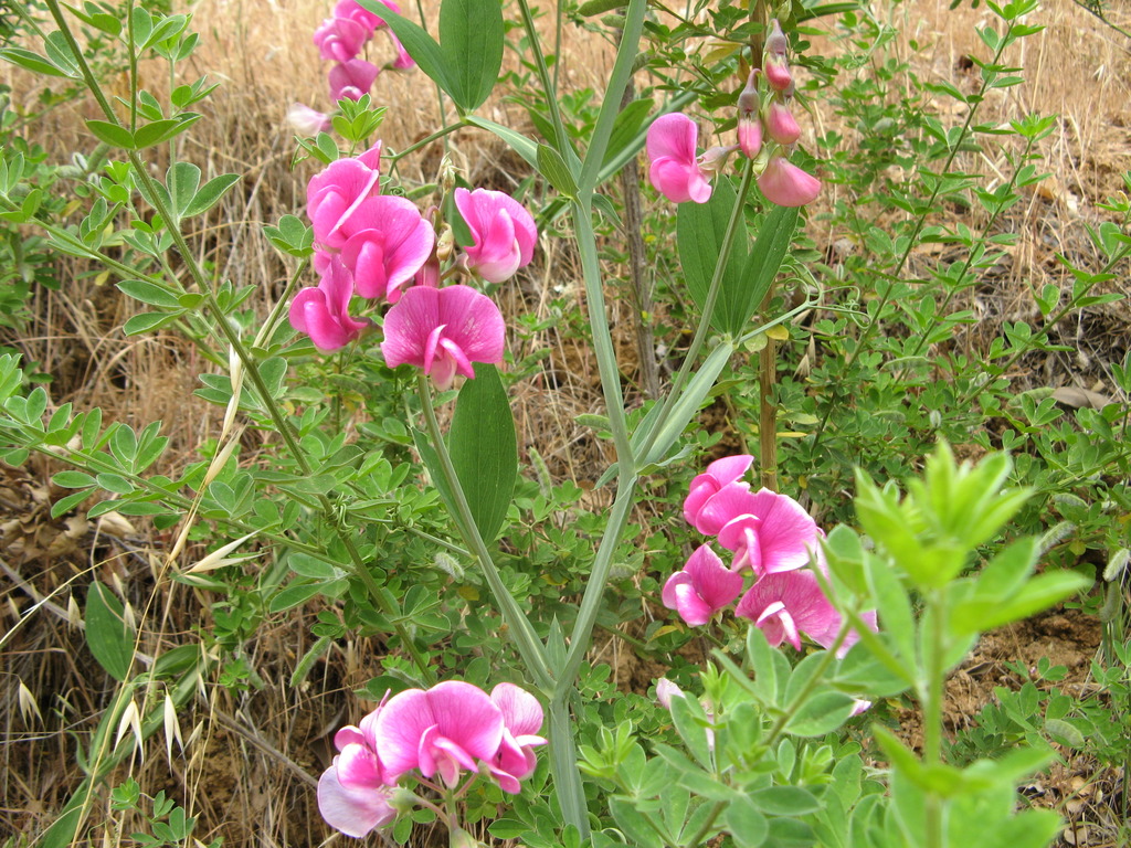 broad-leaved-sweet-pea-from-bon-tempe-lake-marin-county-ca-on-may-28