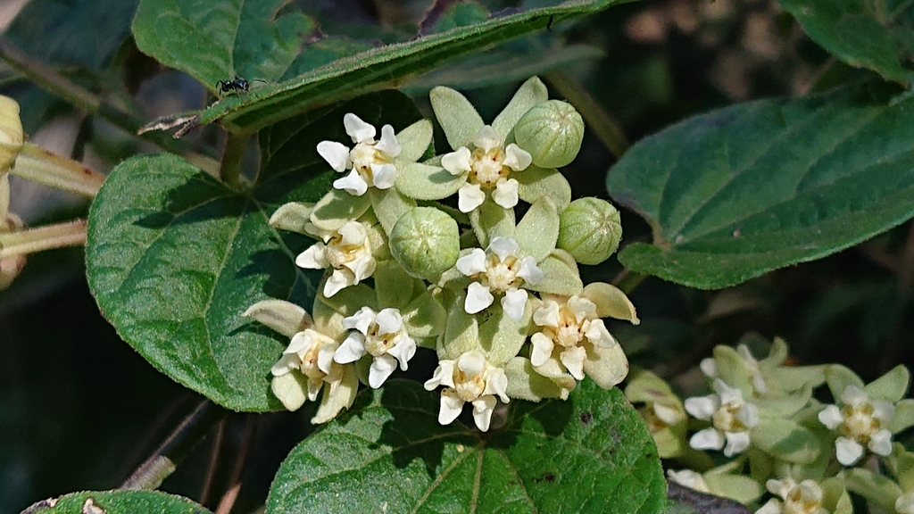 Cynanchum boudieri (Cynanchum boudieri)