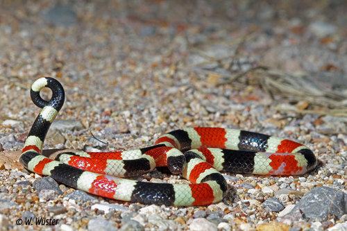 Sonoran Coralsnake