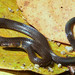 Cantor's Dwarf Reed Snake - Photo (c) Wolfgang Wüster, all rights reserved, uploaded by Wolfgang Wüster