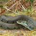 Barred Grass Snake - Photo (c) Wolfgang Wüster, all rights reserved