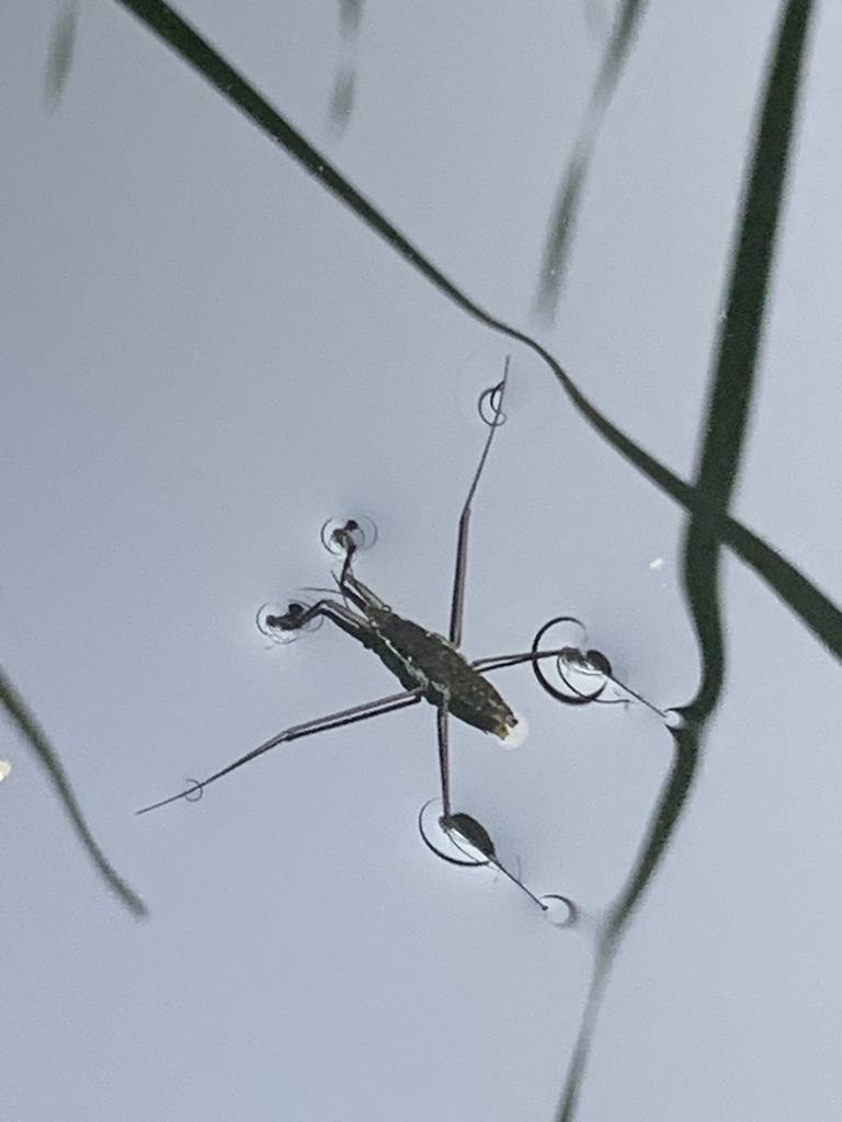 Common Water Strider from White Brook Nature Area, Fairport, NY, US on